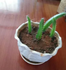 Pitaya Fruiting Period Care and Management (Creating a Rich and Colorful Fruiting Experience) 2