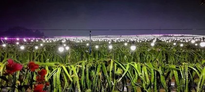 Pitaya Fruiting Period Care and Management (Creating a Rich and Colorful Fruiting Experience) 3