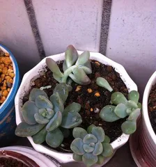 A Complete Guide to Planting Succulent Seedlings (From Seedling Selection to Care, Helping You Easily Grow Healthy Succulent Plants) 1