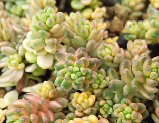 A Complete Guide to Planting Succulent Seedlings (From Seedling Selection to Care, Helping You Easily Grow Healthy Succulent Plants) 2
