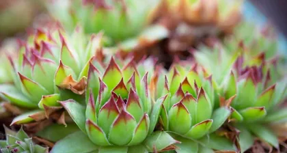 A Complete Guide to Planting Succulent Seedlings (From Seedling Selection to Care, Helping You Easily Grow Healthy Succulent Plants) 3