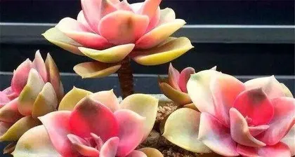 Propagation and Cultivation Techniques for Succulent Roses (Detailed Explanation of Succulent Rose Propagation Methods, Soil Requirements, Care Management, etc.) 1