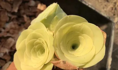 Propagation and Cultivation Techniques for Succulent Roses (Detailed Explanation of Succulent Rose Propagation Methods, Soil Requirements, Care Management, etc.) 2