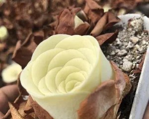 Propagation and Cultivation Techniques for Succulent Roses (Detailed Explanation of Succulent Rose Propagation Methods, Soil Requirements, Care Management, etc.) 3