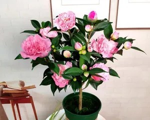 Can You Grow Camellias at Home? (Variety Selection, Care Points, Pest and Disease Control) 1