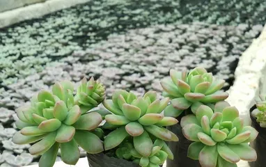 Care Tips for Sedum Marcus (Creating a Beautiful Sedum Marcus, Start Here) 1