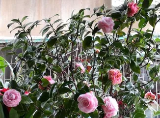 Can You Grow Camellias at Home? (Variety Selection, Care Points, Pest and Disease Control) 2