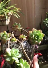 Care Tips for Sedum Marcus (Creating a Beautiful Sedum Marcus, Start Here) 2