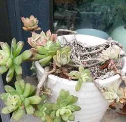 Care Tips for Sedum Marcus (Creating a Beautiful Sedum Marcus, Start Here) 3