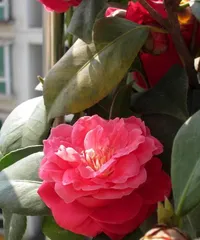 Can You Grow Camellias at Home? (Variety Selection, Care Points, Pest and Disease Control) 3