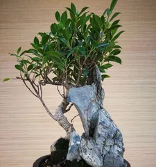 Home Gardening (Creating a Green Home) 1