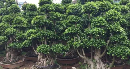 Home Gardening (Creating a Green Home) 2