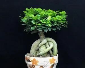 Home Gardening (Creating a Green Home) 3