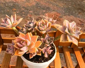 How to care for and create an exploding pot with Graptopetalum paraguayense, easily create versatile shapes (The exploding pot is beautiful and practical, a full analysis of Graptopetalum paraguayense care techniques) 1