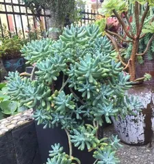 How to care for and create an exploding pot with Graptopetalum paraguayense, easily create versatile shapes (The exploding pot is beautiful and practical, a full analysis of Graptopetalum paraguayense care techniques) 2