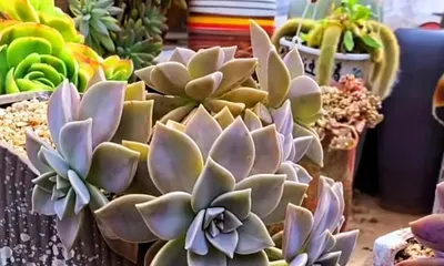 How to care for and create an exploding pot with Graptopetalum paraguayense, easily create versatile shapes (The exploding pot is beautiful and practical, a full analysis of Graptopetalum paraguayense care techniques) 3