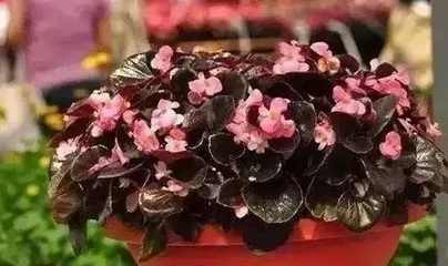 家里养蓝雪花，享受好风水（蓝雪花的养护和风水作用）1