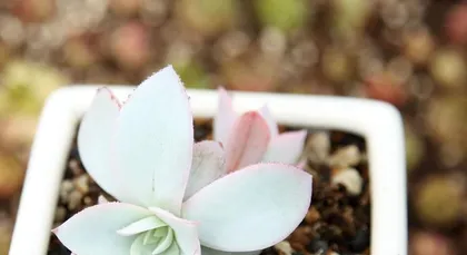 Simple and Easy-to-Learn Tips for Succulent Care (Master These Tips, and You Can Also Easily Grow Succulents) 1