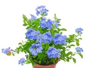 家里养蓝雪花，享受好风水（蓝雪花的养护和风水作用）2