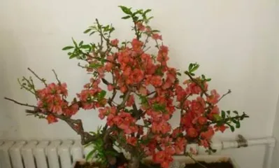 On the Toxicity and Indoor Care of Begonia rex-cultorum (Understanding the Hazards and Aftermath of Begonia rex-cultorum, Creating a Beautiful Indoor Landscape) 2