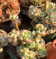 Summer Succulent Care Guide (How to Get Your Succulents Through a Safe Summer) 1