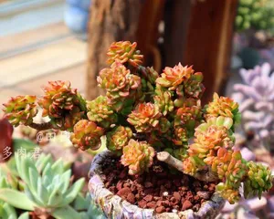 Simple and Easy-to-Learn Tips for Succulent Care (Master These Tips, and You Can Also Easily Grow Succulents) 2