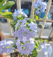 家里养蓝雪花，享受好风水（蓝雪花的养护和风水作用）3