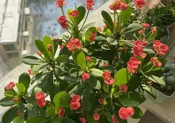 On the Toxicity and Indoor Care of Begonia rex-cultorum (Understanding the Hazards and Aftermath of Begonia rex-cultorum, Creating a Beautiful Indoor Landscape) 3