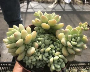 Summer Succulent Care Guide (How to Get Your Succulents Through a Safe Summer) 2