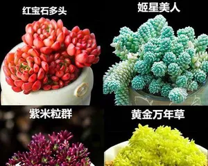 Simple and Easy-to-Learn Tips for Succulent Care (Master These Tips, and You Can Also Easily Grow Succulents) 3