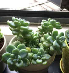 Summer Succulent Care Guide (How to Get Your Succulents Through a Safe Summer) 3