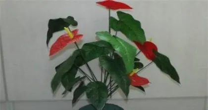 家里养红掌的风水好处（红掌的养护技巧和效果）1