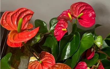 家里养红掌的风水好处（红掌的养护技巧和效果）2