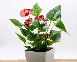 家里养红掌的风水好处（红掌的养护技巧和效果）3