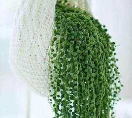 Care and Pruning of Succulents (Creating a Beautiful Succulent Garden to Bring Life to Your Home) 1