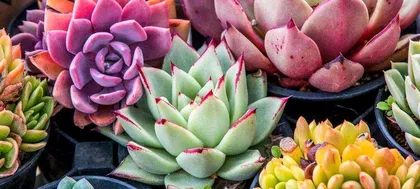 Care and Pruning of Succulents (Creating a Beautiful Succulent Garden to Bring Life to Your Home) 2
