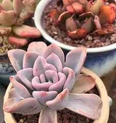 Succulent Yueying Care Guide (Let Your Succulent Yueying Grow Healthily) 1