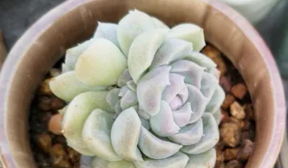 Succulent Yueying Care Guide (Let Your Succulent Yueying Grow Healthily) 2