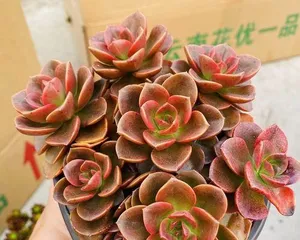 Outdoor Care Tips for Succulents (Growing Outdoors Has Many Benefits, Master These Tips) 1