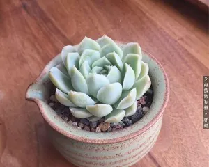 Succulent Yueying Care Guide (Let Your Succulent Yueying Grow Healthily) 3