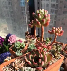 Outdoor Care Tips for Succulents (Growing Outdoors Has Many Benefits, Master These Tips) 2