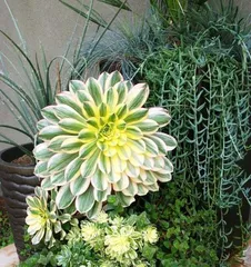 Outdoor Care Tips for Succulents (Growing Outdoors Has Many Benefits, Master These Tips) 3