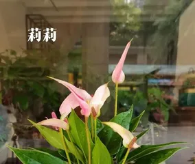 Growing Anthurium at Home, Creating an Indoor Green Oasis (The Care Guide for Anthurium, Making Your Home More Comfortable and Natural) 1