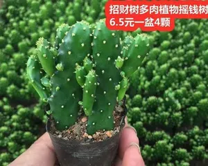 How big can Crassula ovata get? (Learn about the growth characteristics and care tips of Crassula ovata.) 1