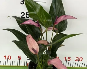 Growing Anthurium at Home, Creating an Indoor Green Oasis (The Care Guide for Anthurium, Making Your Home More Comfortable and Natural) 2