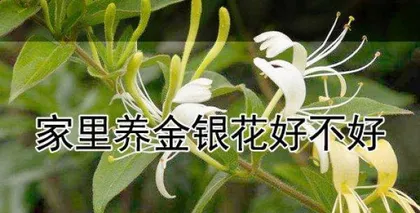 Methods and Precautions for Planting Honeysuckle Trees at Home (How to Grow Beautiful Honeysuckle Trees at Home - Planting Tips and Care Details)1