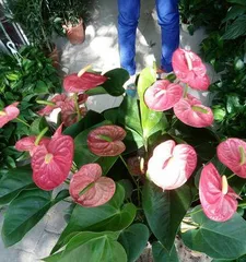 Growing Anthurium at Home, Creating an Indoor Green Oasis (The Care Guide for Anthurium, Making Your Home More Comfortable and Natural) 3