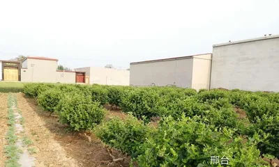 Methods and Precautions for Planting Honeysuckle Trees at Home (How to Grow Beautiful Honeysuckle Trees at Home - Planting Tips and Care Details)2