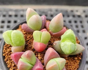 How big can Crassula ovata get? (Learn about the growth characteristics and care tips of Crassula ovata.) 2