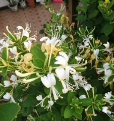 Methods and Precautions for Planting Honeysuckle Trees at Home (How to Grow Beautiful Honeysuckle Trees at Home - Planting Tips and Care Details)3